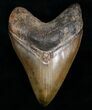 Gorgeous Megalodon Tooth - Sharp #6985-1